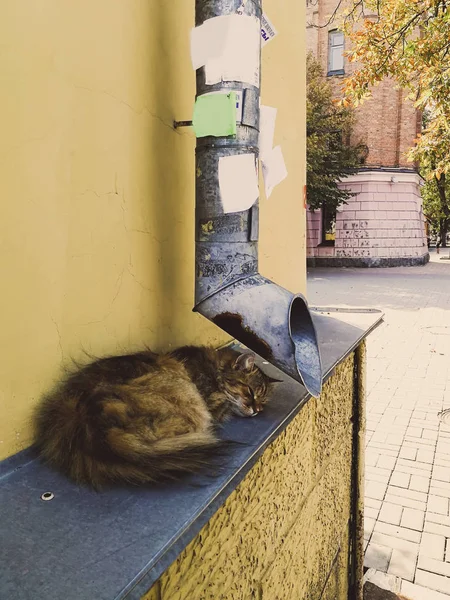 Gato de la calle cerca de la tubería de drenaje — Foto de Stock