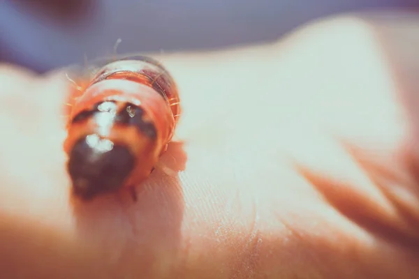 작은 빨간 애벌레 — 스톡 사진