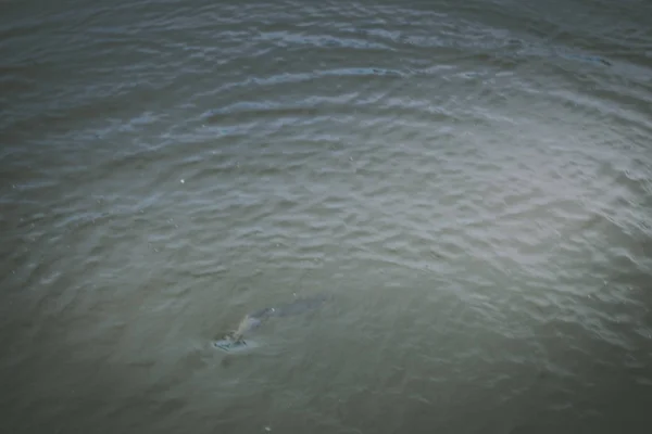 Pêche à la truite sur le lac — Photo