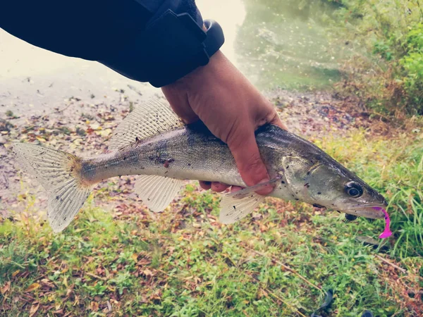 Peixe capturado nas mãos do pescador — Fotografia de Stock