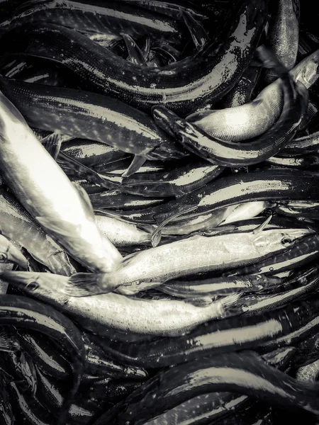 Antecedentes sobre um tema de pesca — Fotografia de Stock