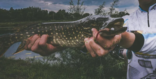 Pesca del luccio sul lago — Foto Stock