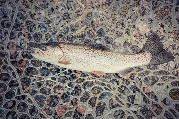 Trout fishing on the lake — Stock Photo, Image