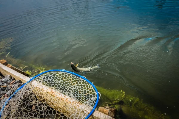 Pesca da truta no lago — Fotografia de Stock