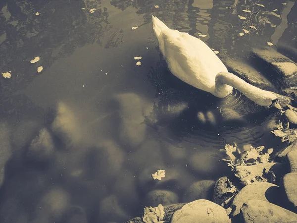 Cigno bianco su uno stagno — Foto Stock