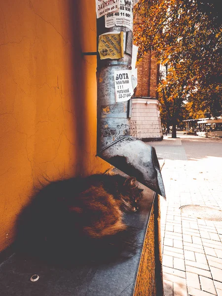 Straßenkatze in der Nähe des Abflussrohres — Stockfoto