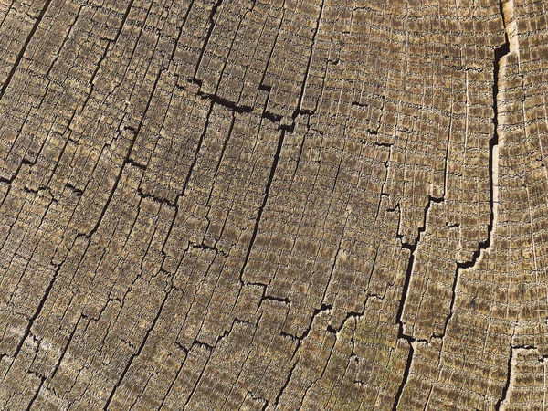 Blick von oben auf gefällte Bäume — Stockfoto