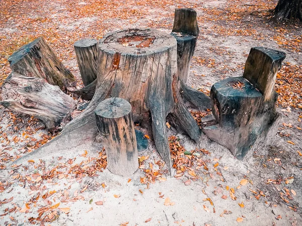 Großer Alter Baumstumpf Wald — Stockfoto