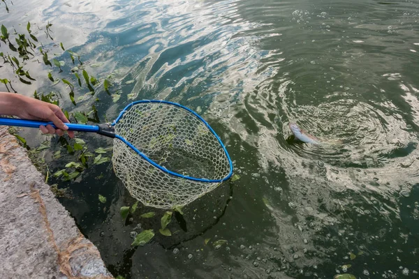 Forel vissen op het meer — Stockfoto