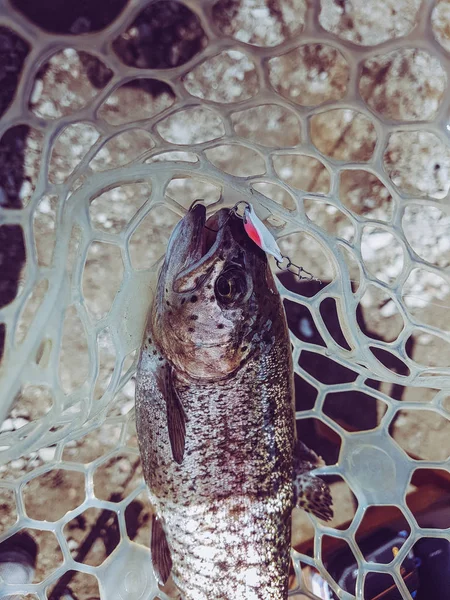 Pesca. Pescador y trucha . — Foto de Stock