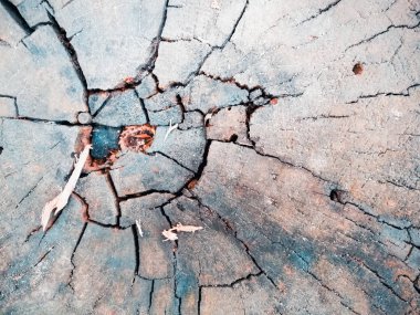 çürümüş güdük üstten görünüm