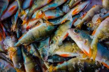 buz gelen kış balıkçılık