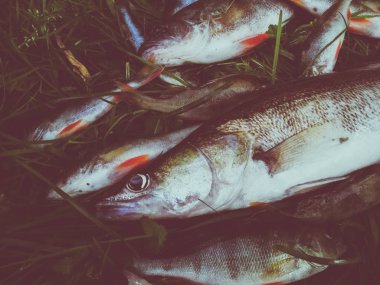 Çimenlerde balık yakaladım.