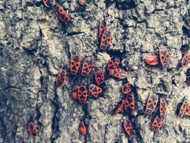 Bir ağacın kabuğu üzerinde kırmızı böcekler