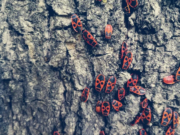 Besouros vermelhos na casca de uma árvore — Fotografia de Stock