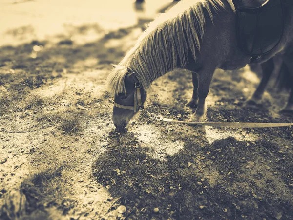 Pony en el césped en verano — Foto de Stock