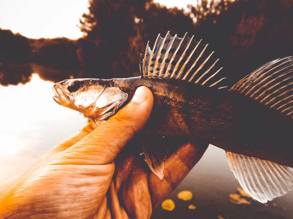 Zander Den Händen Eines Anglers — Stockfoto