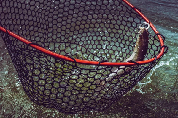 Forel vissen op het meer — Stockfoto