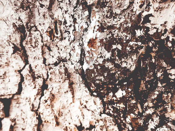 Écorce Arbre Texture Fond — Photo