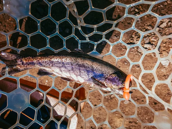 Fishing. Fisherman and trout. — Stock Photo, Image