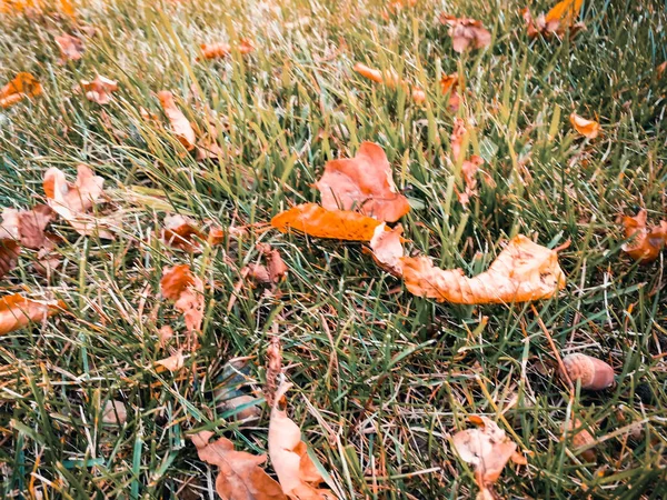 Dry leaves on green grass — Stock Photo, Image