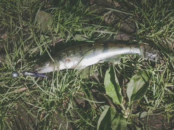 Snoekbaars Vissen Rivier — Stockfoto