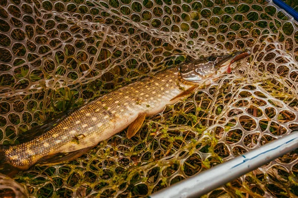 Pesca del luccio sul lago — Foto Stock