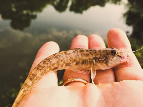 Спіймана риба в руці на озері — стокове фото