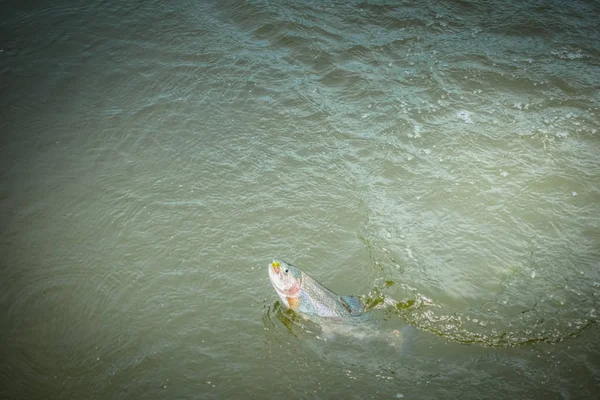 Pesca Truta Lago — Fotografia de Stock