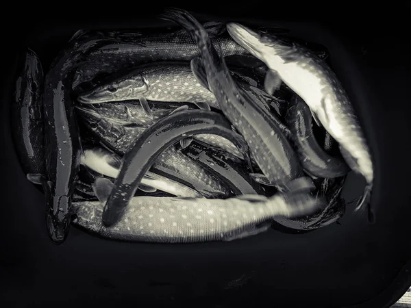 Achtergrondinformatie over een thema van de visserij — Stockfoto