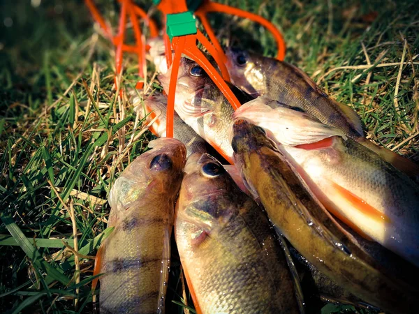 Muchos peces capturados en un montón — Foto de Stock