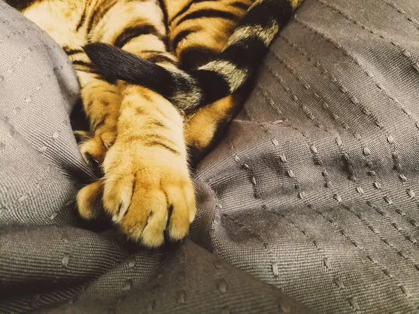 Piękny kot bengalski, wielkie oczy — Zdjęcie stockowe
