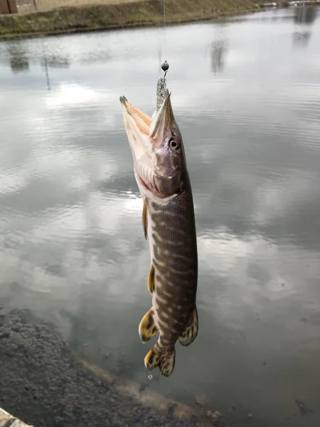 Pesca Lúcio Lago — Fotografia de Stock