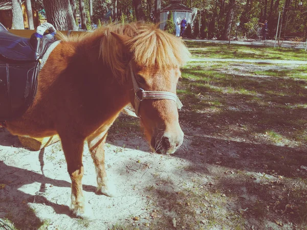 Pony na trávníku v létě — Stock fotografie