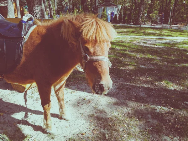 Poney sur la pelouse en été — Photo