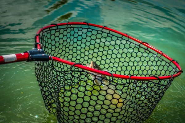 Pesca da truta no lago — Fotografia de Stock