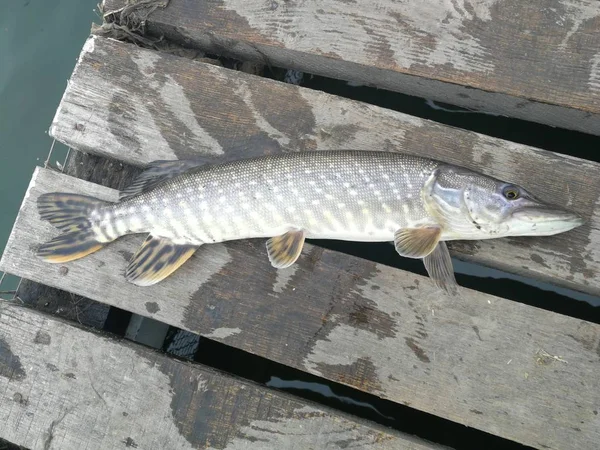 Pêche Brochet Sur Lac — Photo