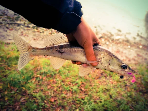 Caught fish in fisherman 's hands — стоковое фото