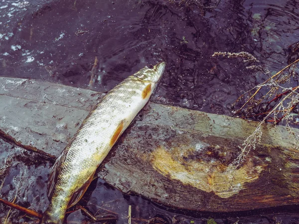 Contesto Tema Pesca — Foto Stock