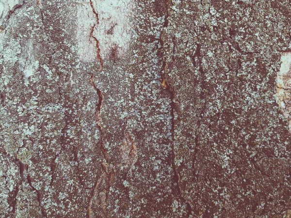 Árvore Casca Textura Fundo — Fotografia de Stock