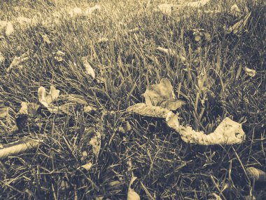 Kuru yapraklar yeşil çimlerde