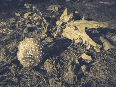 yenilebilir sinek agarik