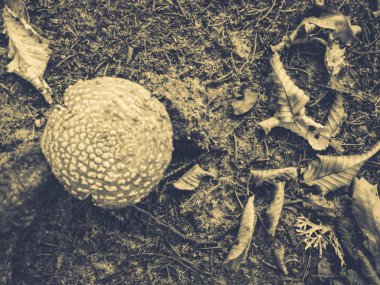 yenilebilir sinek agarik