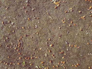 çim üzerinde meşe palamudu