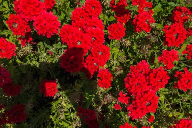 Güzel tatil beldesi. Yeşil ve çiçekler