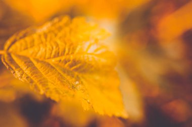 Yeşil yaprak, kapat