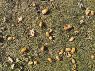 çim üzerinde meşe palamudu