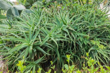 Güzel tatil beldesi. Yeşil ve çiçekler