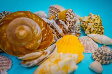 Arka plan mavi bir arka plan üzerinde deniz kabukları