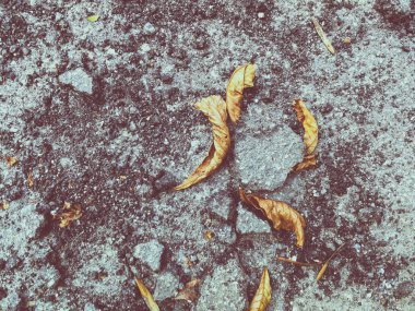 kuru yaprakları ile kırık asfalt